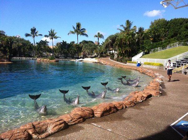дельфины Канкун