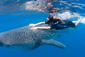 whale shark tour cancun