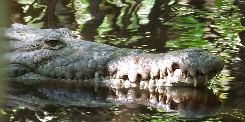икстапа крокодил герреро мексика