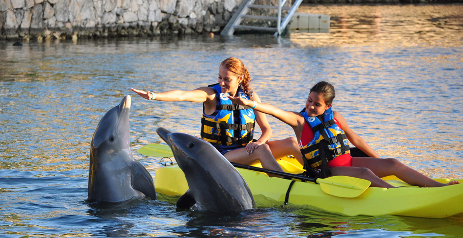 Dolphins tour cancun