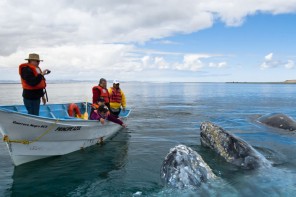gray whales watching tour mexico