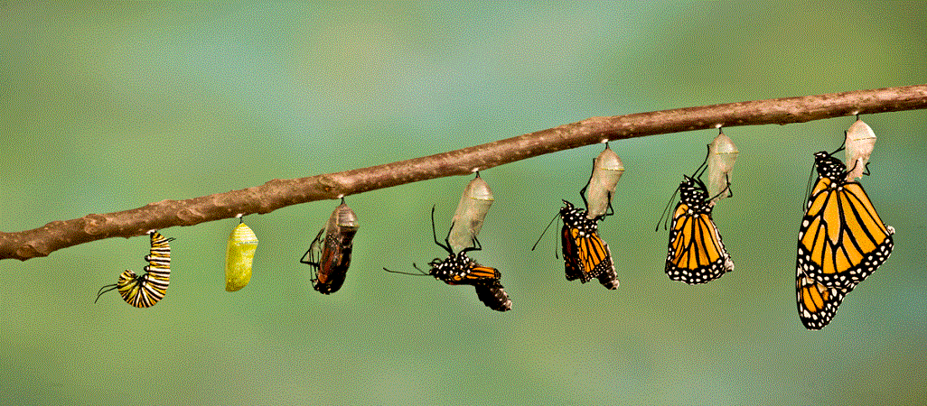 monarch-butterfly-migration - copia