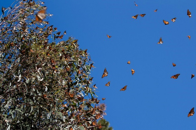 El Rosario Monarch Butterfly Preserve